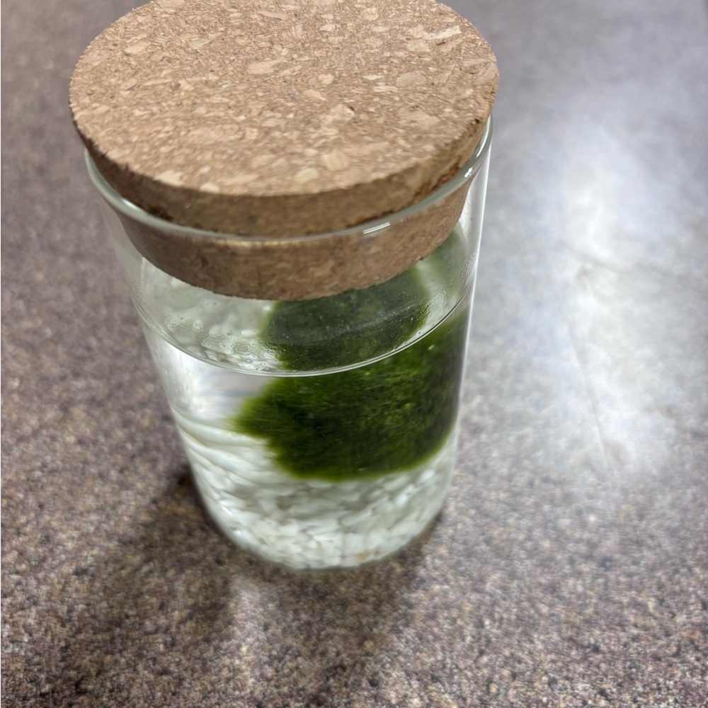 Mossimo moss ball jar